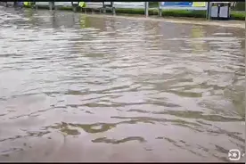 黄河水干了，各式各样的水生物都在这里，等你来抓鱼