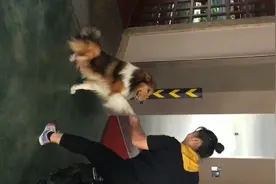狗狗好聪明，和我握手！视频封面