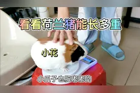 荷兰猪到底可以长多胖呢，今天带你们看看它长了多重#豚鼠##萌宠视频封面