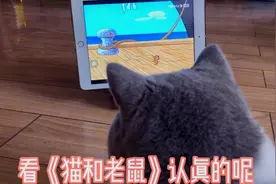 猫咪喜欢看《猫和老鼠》，可把铲屎官给萌翻了！