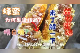 蜂蜜为何巢里会结晶，喂白糖?来了解一下什么是森林蜜吧视频封面