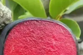 纯甜血李:高颜值大型早熟品种60克:挂果25天的红肉李，你吃过吗？视频封面