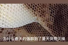 造成蜜蜂强群在夏天变成弱群或灭群的主要原因，是蜜蜂在夏天分蜂