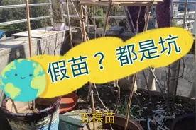 网购葡萄盆栽果树假苗太多了 只有这些店靠谱 疫情下的100种生活视频封面