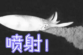 乌贼的墨汁到底是从哪里来的？墨汁竟然还有这么多作用！视频封面
