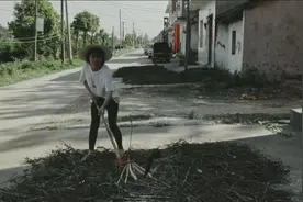 农村妹子收割豌豆，打豌豆全过程，带你体验农村干农活