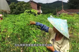 辣木叶:私房菜馆里最受欢迎的三农健康食材