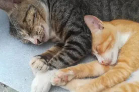 这哥俩睡姿既销魂而且还神同步！太诱人了吧！视频封面