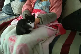 家有小猫，两天不吃不喝，是吃撑了？还是应激反应？或狂犬病？视频封面
