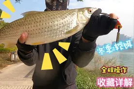 路亚T尾软饵精细操作解说，简单方法擒巨物，看完涨知识了