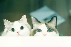 求大神这是什么歌？歌词是：沙拉有很多，屋里的猫呢