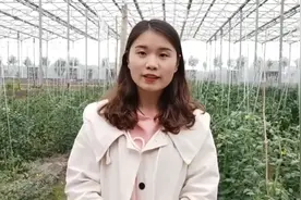 在农村适合60岁以上老人养殖项目。一年能挣10万，不用愁养老钱了