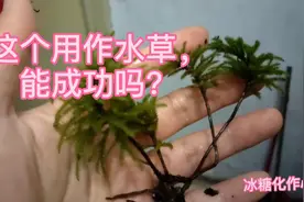 养鱼趣事，小伙把这个放进鱼缸布景，能成活吗？万年癣水草养成记