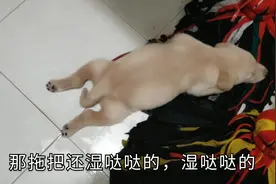 捡回来小奶狗16天，小七迷上拖把，湿哒哒都要抱上去，什么原因？视频封面