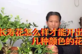 长寿花一株开出不同颜色的花，是怎么样操作的，你学会了吗视频封面