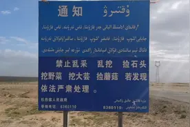 强子和石友来到了杜热，这里不让捡石头，我们去别的地方捡视频封面