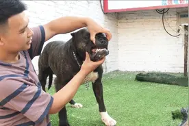 农村小伙养殖普雷萨加纳利猛犬，36度的高温天气，小伙这样解决？