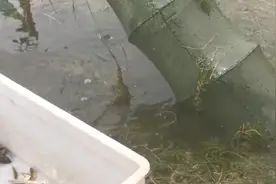 下地笼抓河虾有诀窍，笼子里加上鸡肠，网网都爆网，好激动