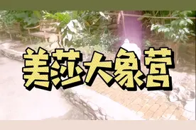 泰国清迈美莎大象营视频封面