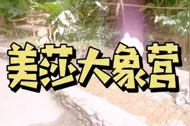 泰国清迈美莎大象营视频封面