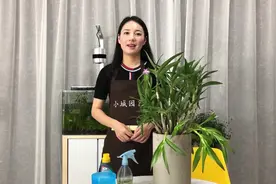 铁皮石斛夏季养护技巧，做好这几点，枝繁叶茂，新芽蹭蹭冒视频封面