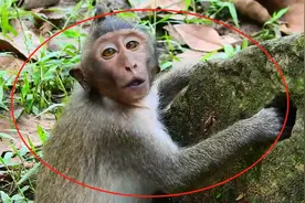 成年猴（timo)还想赖着年迈的猴妈喝奶，真是不要脸！视频封面