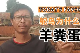 鸵鸟为什么会拉羊粪蛋？大概率是需要调整饲料配比了，一起来看吧视频封面