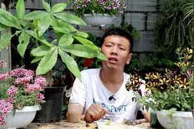 发财树换盆叶子黄？小花匠告诉你原因，做好快恢复，叶子大又绿！视频封面