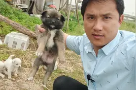 狗崽崽有一只的爪子和胸是白色的，别人都说不好，但我不这么认为视频封面