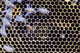 强群蜜蜂分蜂后失王20多天了，现在已大面积工产，又损失了一强群视频封面