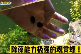 开箱除藻能力排名第一的观赏螺，不要再乱买了，鱼缸除藻就用它们视频封面