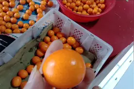 桂林名果 金桔 ，润肺化痰，开胃生津，是新型肺炎时期的水果之选视频封面