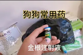 狗狗感冒咳嗽发烧肺炎，不吃饭打一针就好了，多学一招少花冤枉钱