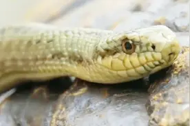 西藏人视为神蛇的温泉蛇，性温和、无毒，可以生活在70度的温泉！