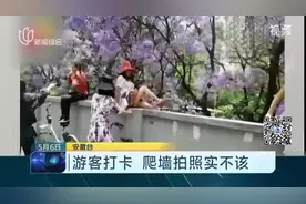 蓝花楹大道！昆明：游客打卡网红拍照点！不顾危险爬4米高墙视频封面