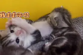小奶猫被压身下起不来，双手合十：求求你放过我吧！视频封面