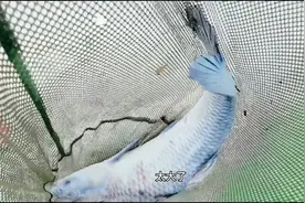 黑坑中钓青鱼，老钓友巧用葡萄出奇制胜，钓获大鱼不再是梦