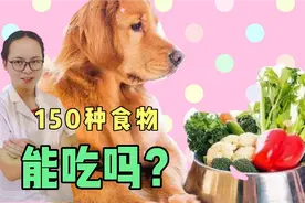 最全105种狗狗吃的食物，哪些可以吃呢？可收藏的图表版视频封面