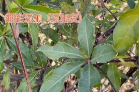 身边的草药（331），细柱五加（五加皮），祛风湿补肝肾强筋骨
