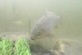 玉米钓鲤鱼，漂晃了两下不动了？看看这个就清楚了视频封面