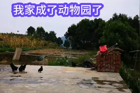 云南农村早上是这样的，动物成群鸟语花香，我家都成了动物园了视频封面