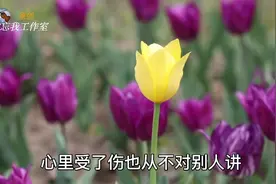 郁金香开在珲春!你来过这美丽的小城市吗？