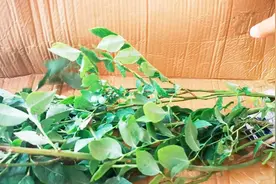 儿子喜欢吃蓝莓，网购2棵蓝莓苗，一棵36块，看看带果量咋样？视频封面
