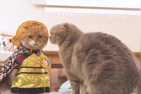 猫爸爸穿上衣服后，猫儿子的反应让人捧腹，承包我一天的笑点视频封面