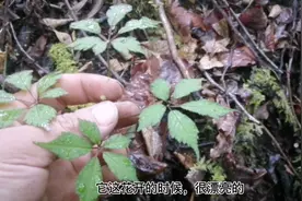 你见过云南纯野生的三七吗？中越夫妇深山挖到了太开心了视频封面