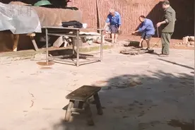 四川泸州，农村卖活猪，猪贩子出的价格让人不忍直视