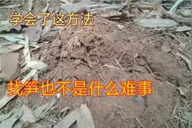 很多人挖不到笋是不知道方法，学会这个，找笋一找一个准视频封面