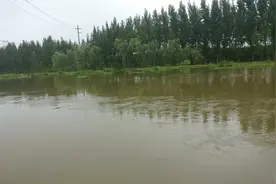 泰安东平，大雨过后，汇河的水上涨了很多！