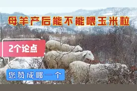 母羊产后能不能喂玉米粒？养羊户不同的2个论点，您赞同哪一个视频封面