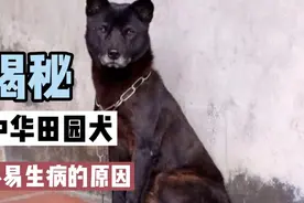 中华田园犬不打疫苗却很少生病，揭开真相：不愧是中国的国犬视频封面